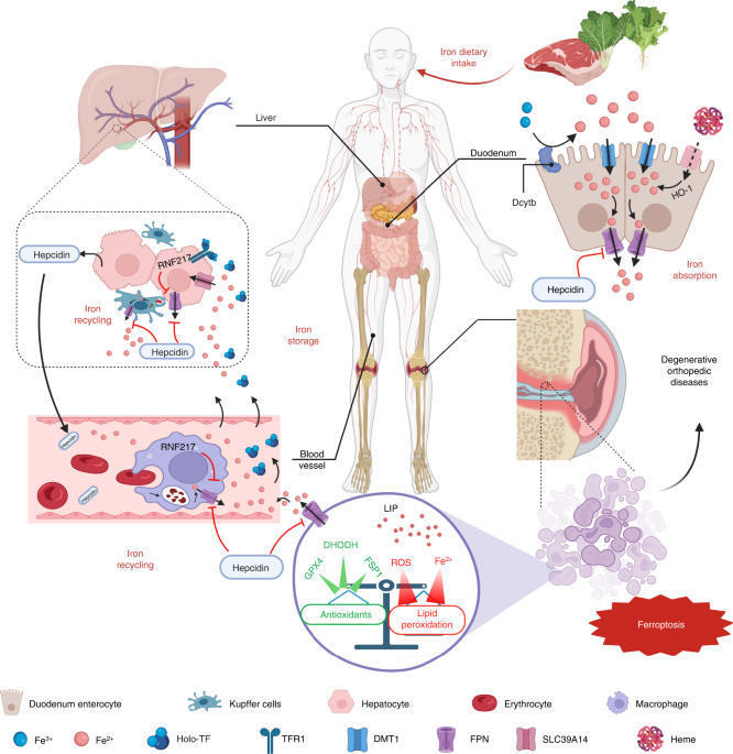 is glutathione good for bones Fighting age-related orthopedic diseases: focusing on ferroptosis