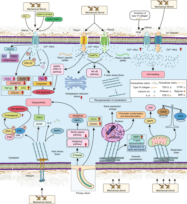 PDF) Excessive mechanical loading promotes osteoarthritis through