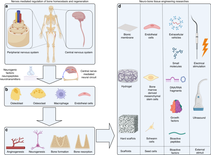 Neuro–bone tissue engineering: emerging mechanisms, potential 