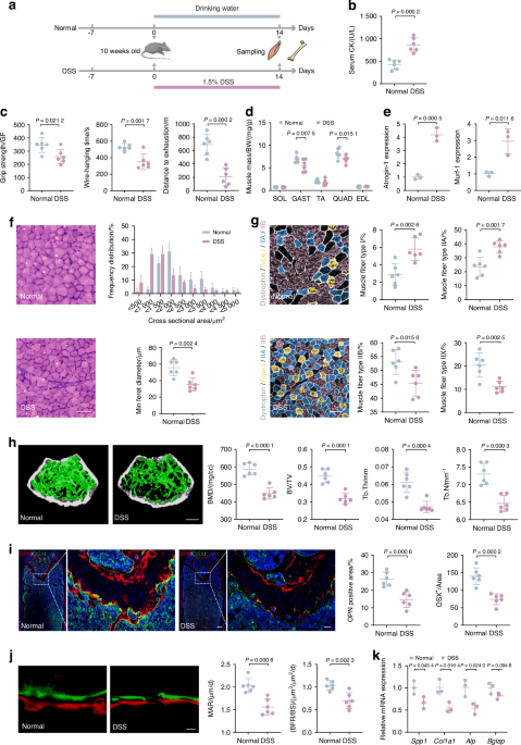 Bifidobacterium animalis subsp. lactis A6 ameliorates bone and muscle loss via modulating gut microbiota composition and enhancing butyrate production