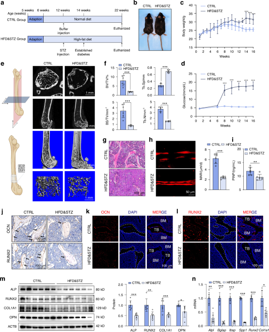 Enhanced SIRT3 expression restores mitochondrial quality control ...