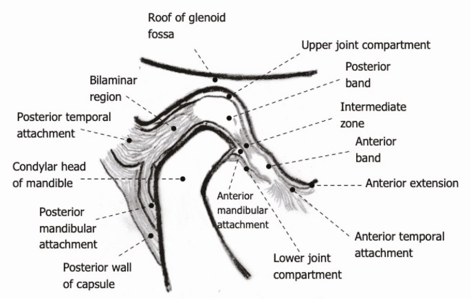 A manual of anatomy . .—The right temporo-mandib-ular articulation seen  from the outerside. {Sobotla anil McMurrich.) Fig. 87.—The right temporo- mandibu-lar articulation seen from the inner side.{Sobotta and McMurrich.)  lates with the demifacet of the two