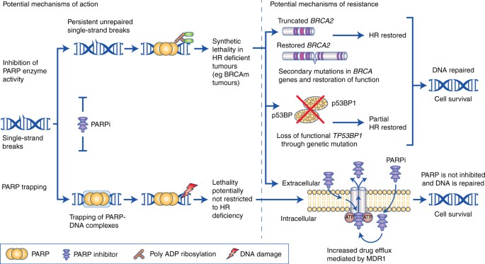 BRCA1/2 testing: therapeutic implications for breast cancer management |  British Journal of Cancer