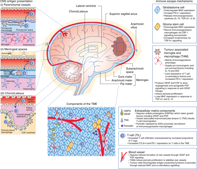 Harnessing The Immune System In Glioblastoma British Journal Of Cancer