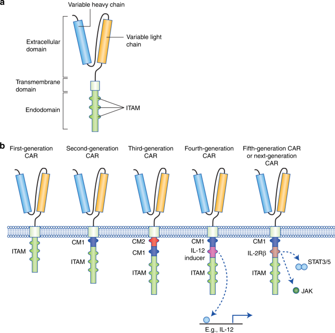Teaching An Old Dog New Tricks Next Generation Car T Cells British Journal Of Cancer
