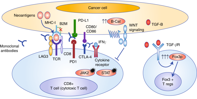 cancer colorectal mmr