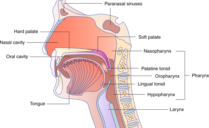 human papillomavirus infection neck)