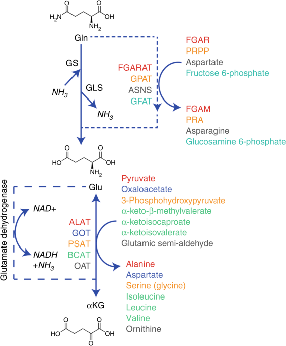 New aspects of amino acid metabolism in cancer | British Journal of Cancer