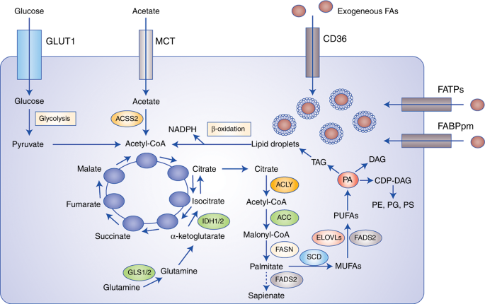 Fatty acid oxidation pathway control state - Bioblast
