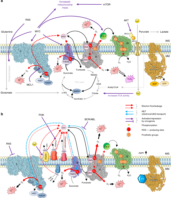 Oncogenic pathways and the electron transport chain: a dangeROS liaison |  British Journal of Cancer