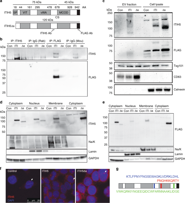 Suppression of pancreatic cancer liver metastasis by secretion-deficient itih5