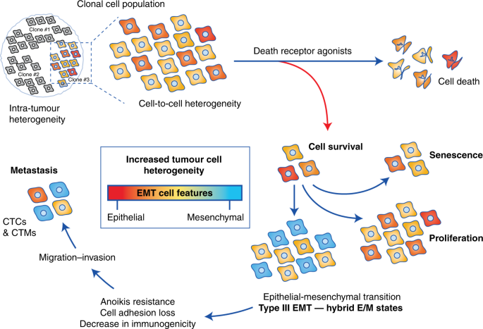 Trail Receptor Induced Features Of Epithelial To Mesenchymal Transition Increase Tumour Phenotypic Heterogeneity Potential Cell Survival Mechanisms British Journal Of Cancer
