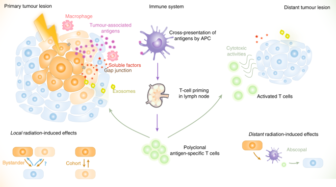 Radiation-induced bystander and abscopal effects: important lessons from  preclinical models | British Journal of Cancer