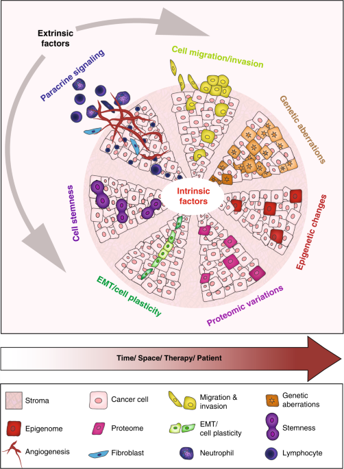 pancreatic cancer genetic heterogeneity