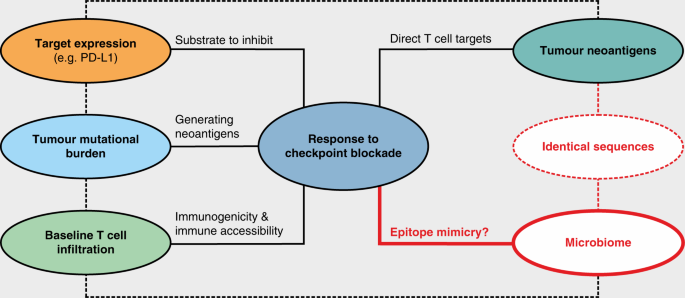 Tumour Neoantigen Mimicry By Microbial Species In Cancer Immunotherapy British Journal Of Cancer