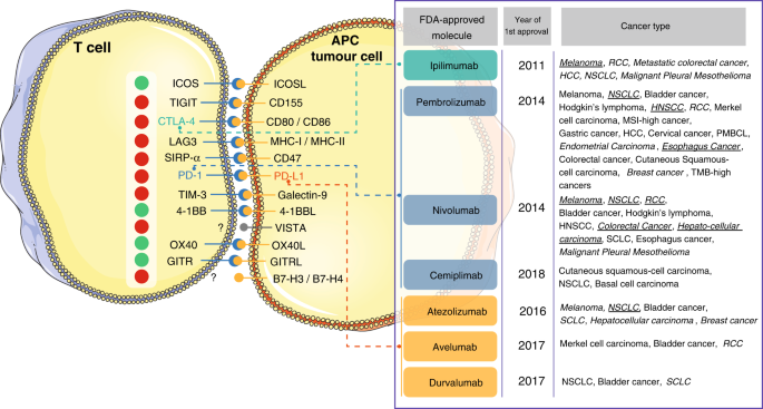 Cancer immunotherapy: it&rsquo;s time to better predict patients 