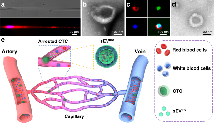 Extruded small extracellular vesicles: splinters of circulating tumour  cells may promote cancer metastasis?