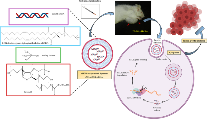 Therapeutic silencing of mtor by systemically administered sirna-loaded neutral liposomal nanoparticles inhibits dmba-induced mammary carcinogenesis