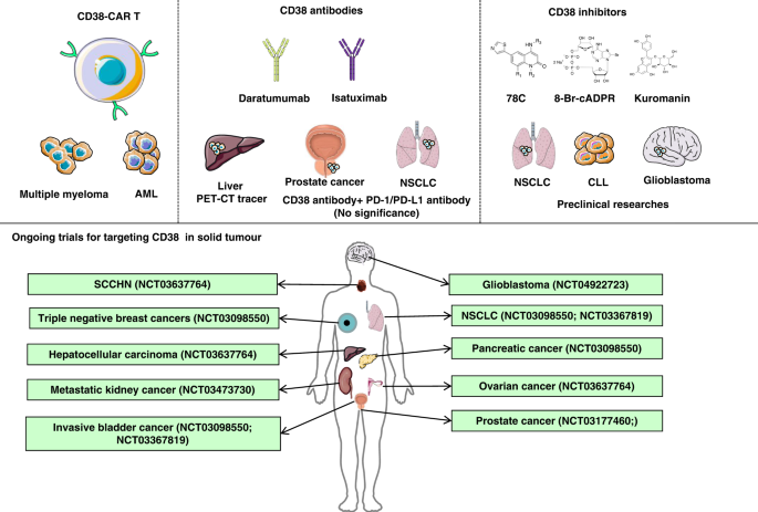 Preclinical anti-tumour activity of HexaBody-CD38, a next-generation CD38  antibody with superior complement-dependent cytotoxic activity -  eBioMedicine