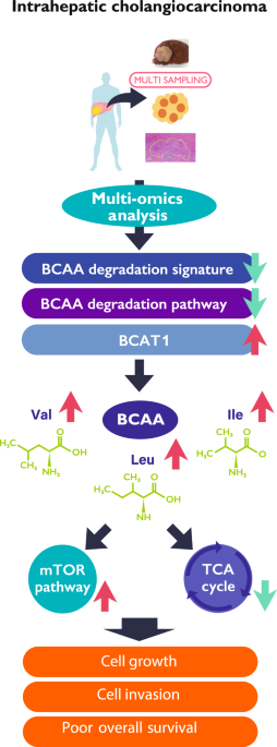 Convergent Genomic Diversity And Novel BCAA Metabolism In.