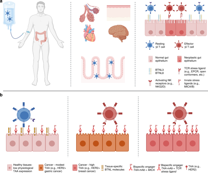 The holy grail: pan-cancer-targeting T cells