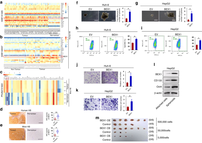 BEX1 supports the stemness of hepatoblastoma by facilitating Warburg effect in a PPARγ/PDK1 dependen