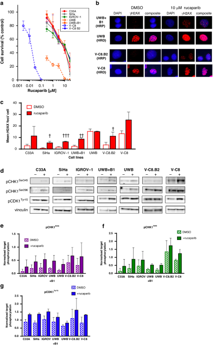 Atr, chk1 and wee1 inhibitors cause homologous recombination repair deficiency to induce synthetic lethality with parp inhibitors
