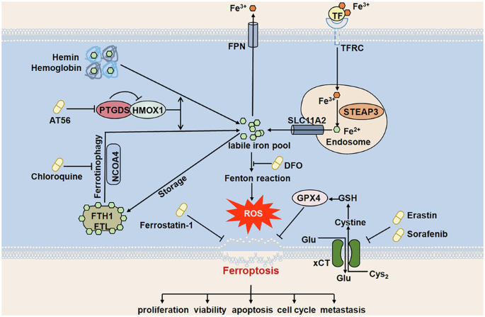 Targeting PTGDS Promotes ferroptosis in peripheral T cell lymphoma ...