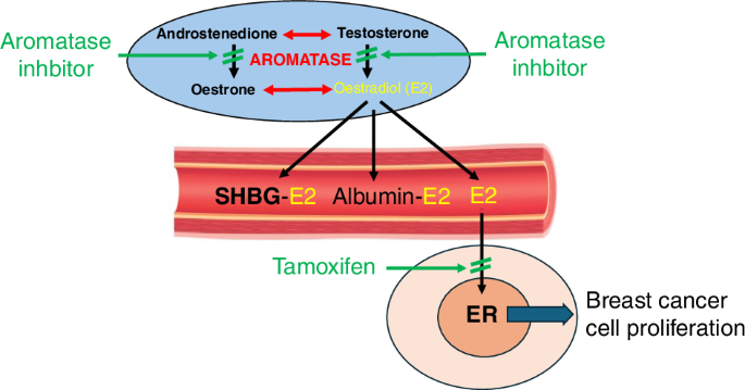 Oestradiol and breast cancer prevention: a 40 year history and contemporary perspective