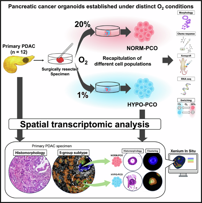 Dual-Oxygen Pancreatic Cancer Organoids Mirror Basal and Classical Subtypes