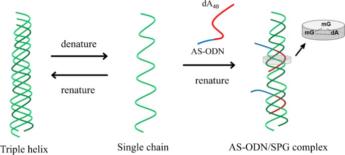 Complex consisting of antisense dna and β-glucan promotes internalization into cell through dectin-1 and hybridizes with target mrna in cytosol