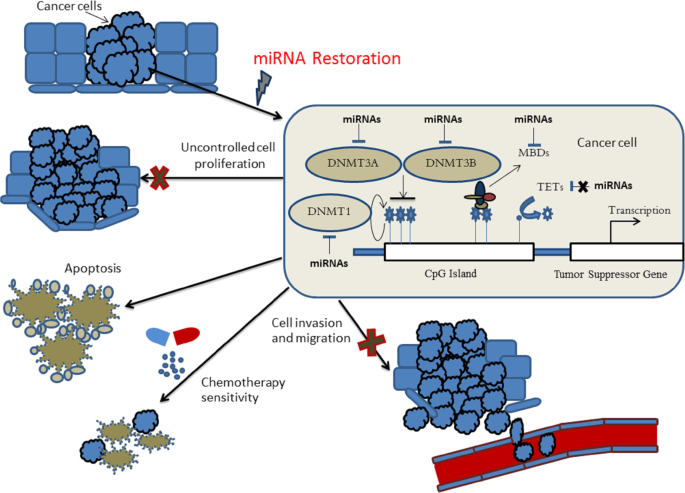 dna methylation machinery by epi mirnas