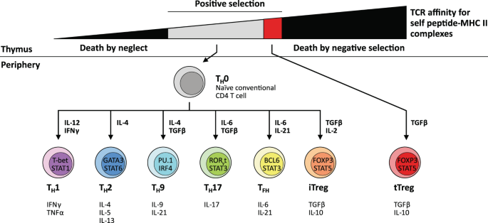 Revisiting the role of CD4+ T cells in cancer immunotherapy—new insights  into old paradigms | Cancer Gene Therapy