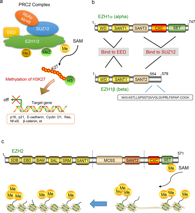 cjc-1295 ipamorelin what does it do CJC-1295 Ipamorelin Cost: Medical Clinic Pricing