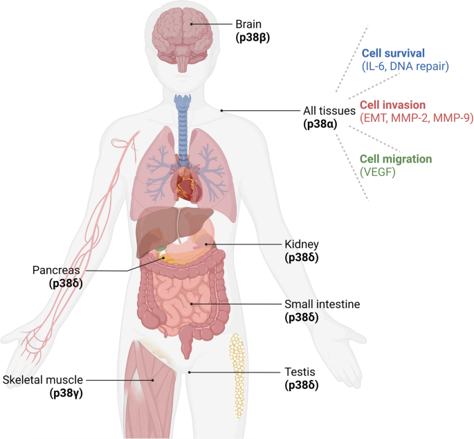 P38 kinase in gastrointestinal cancers