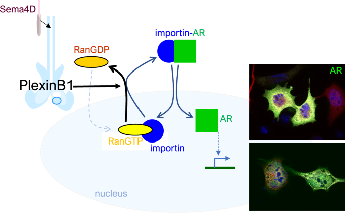 B-type Plexins promote the GTPase activity of Ran to affect androgen  receptor nuclear translocation in prostate cancer | Cancer Gene Therapy