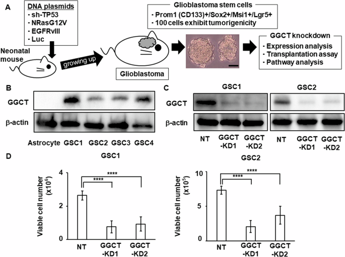 cjc-1295 vs ipamorelin vs tesamorelin vs sermorelin growth hormone peptides Tesamorelin vs Ipamorelin: Benefits, Differences, and How to Choose – Revolution Health & Wellness cjc-1295 vs ipamorelin vs tesamorelin vs sermorelin growth hormone peptides Tesamorelin vs Ipamorelin: Benefits, Differences, and How to Choose – Revolution Health & Wellness