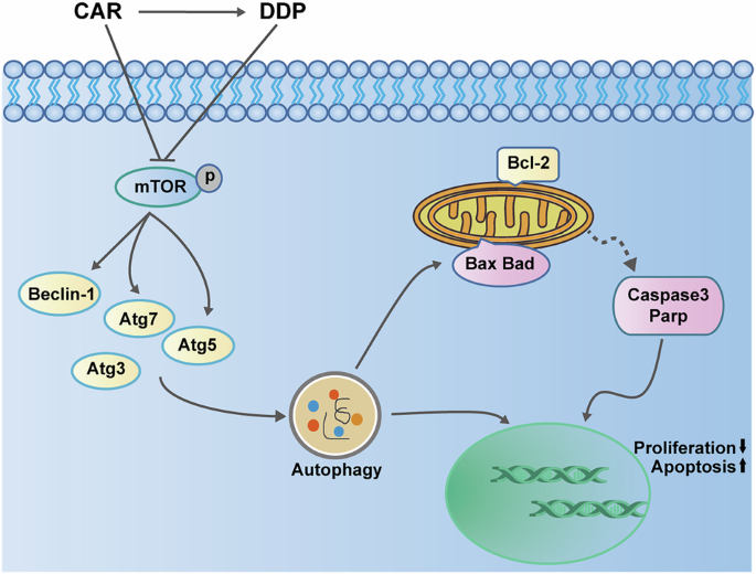 does glutathione accelerator relieves depression Therapeutic potential of glutathione-enhancers in stress-related  psychopathologies