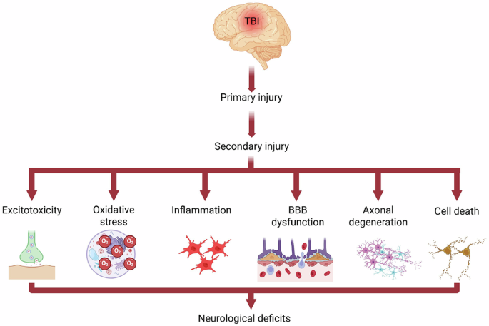 Blood-brain barrier breakdown in traumatic brain injury: current insights  and future directions