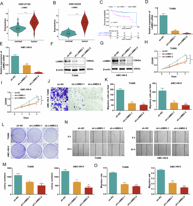 LAMB3 Protein Drives Laryngeal Cancer Growth Through Glycolysis, Nature Study Finds