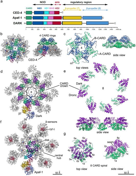 New Insights Into Apoptosome Structure And Function Cell Death Differentiation