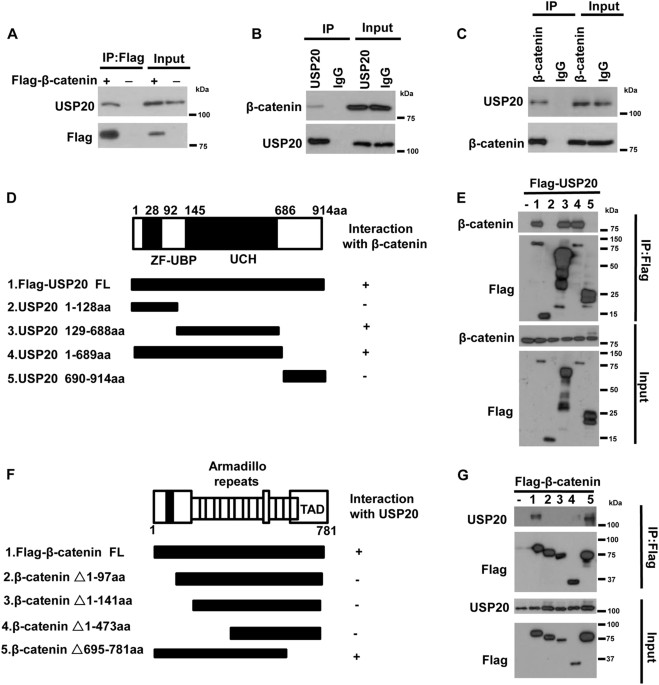 Usp Positively Regulates Tumorigenesis And Chemoresistance Through B Catenin Stabilization Cell Death Differentiation