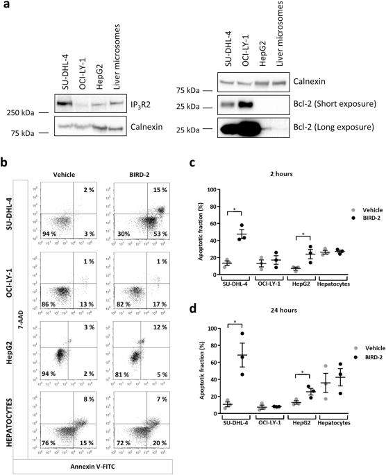 Constitutive IP3 signaling underlies the sensitivity of B-cell cancers to the Bcl-2/IP3 receptor disruptor BIRD-2