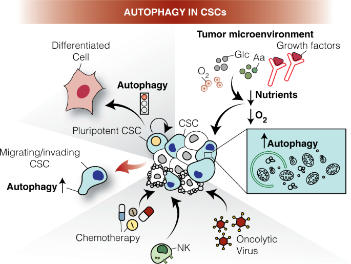 Autophagy and cancer stem cells molecular mechanisms and therapeutic