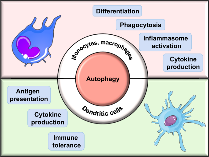 Full article: Interactions of Autophagy and the Immune System in Health and  Diseases