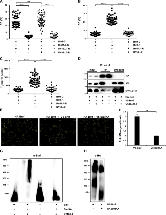 Dynein light chain binding determines complex formation and  posttranslational stability of the Bcl-2 family members Bmf and Bim | Cell  Death & Differentiation