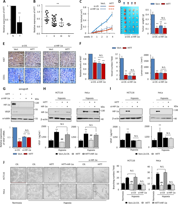 A novel lncrna hitt forms a regulatory loop with hif-1α to modulate angiogenesis and tumor growth