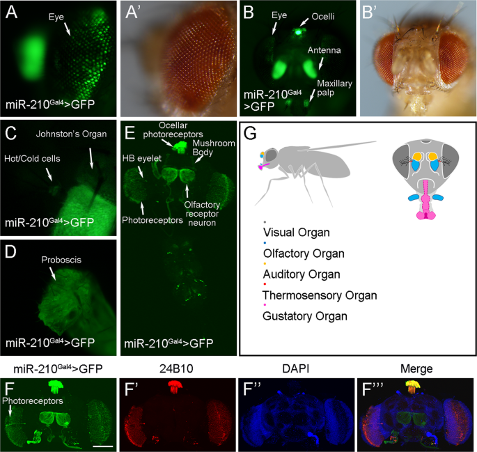 The conserved microrna mir-210 regulates lipid metabolism and photoreceptor maintenance in the drosophila retina