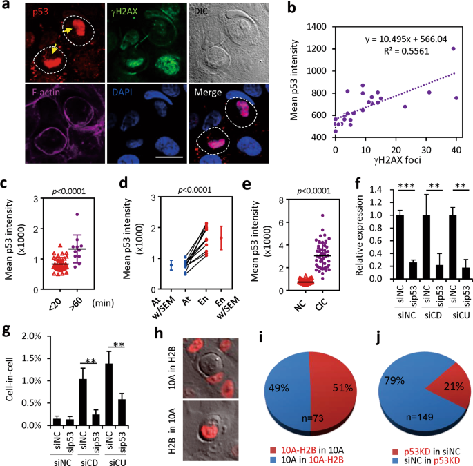 Pals1 deletion causes cell-in-cell (CIC) structures in cortical