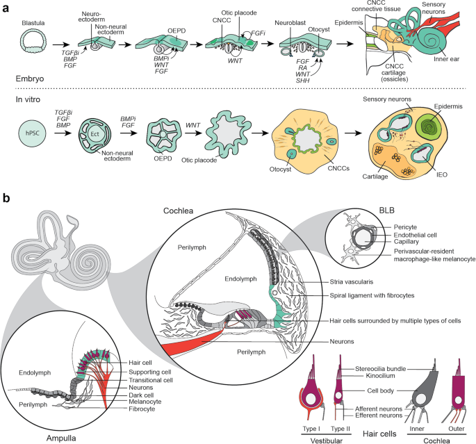 Building inner ears: recent advances and future challenges for in vitro organoid systems | Cell Death &amp; Differentiation